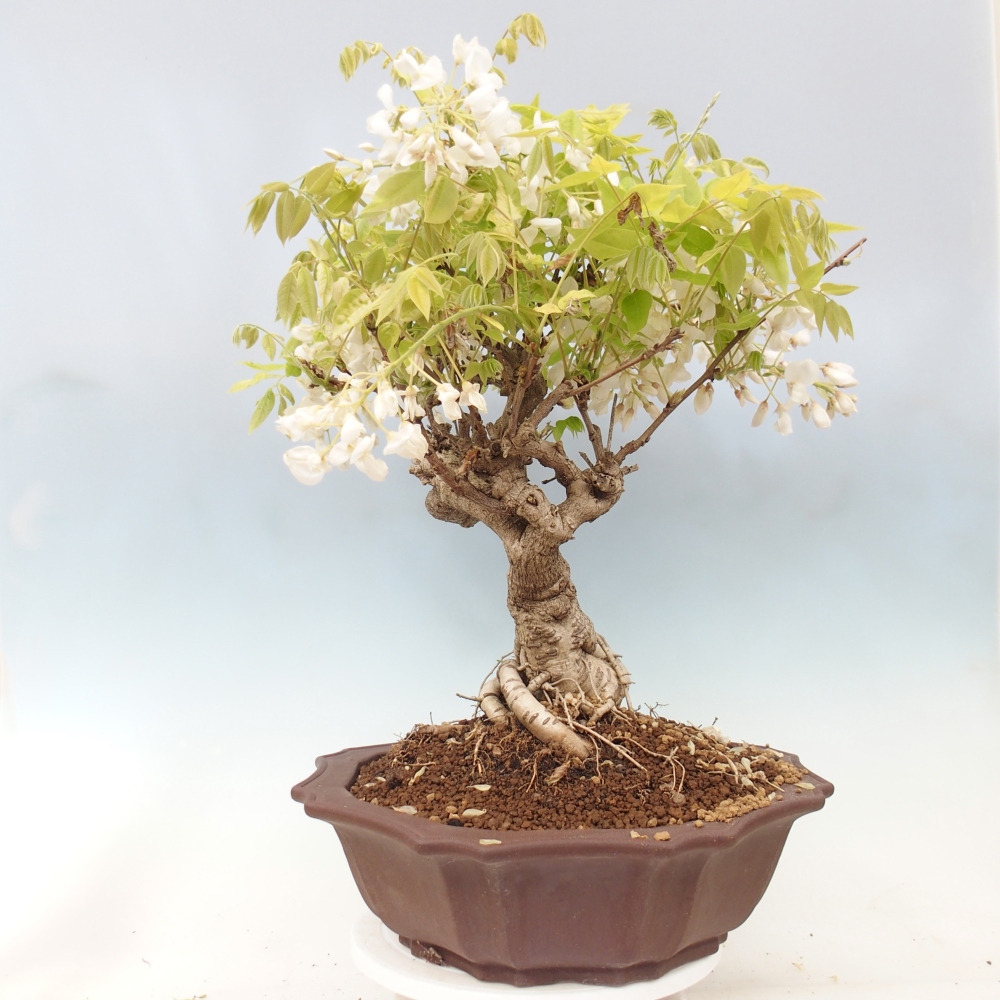 Kültéri bonsai - Vistaria - Wisteria