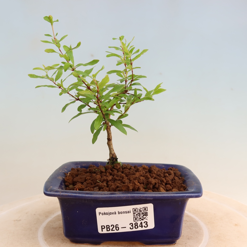 Szobai bonsai-PUNICA granatum nana-gránátalma