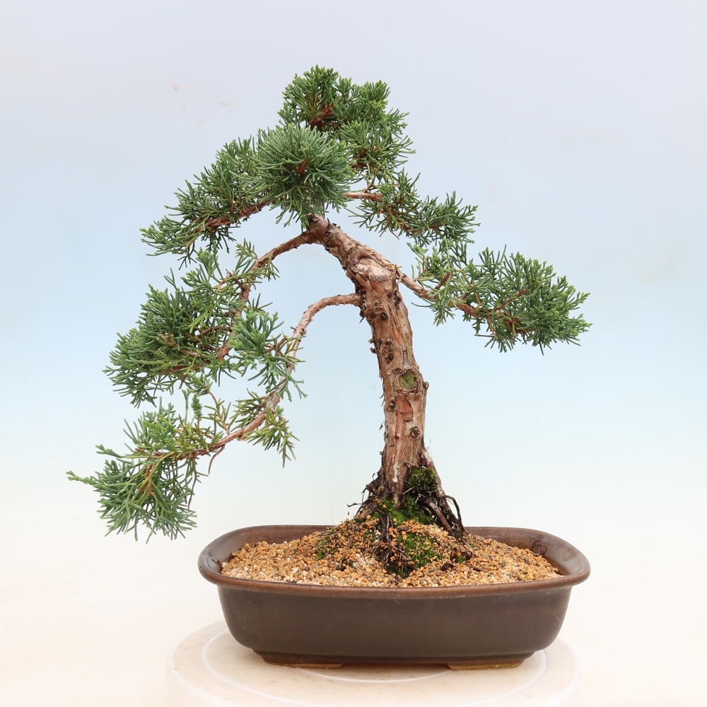 Kültéri bonsai - Juniperus chinensis Kishu