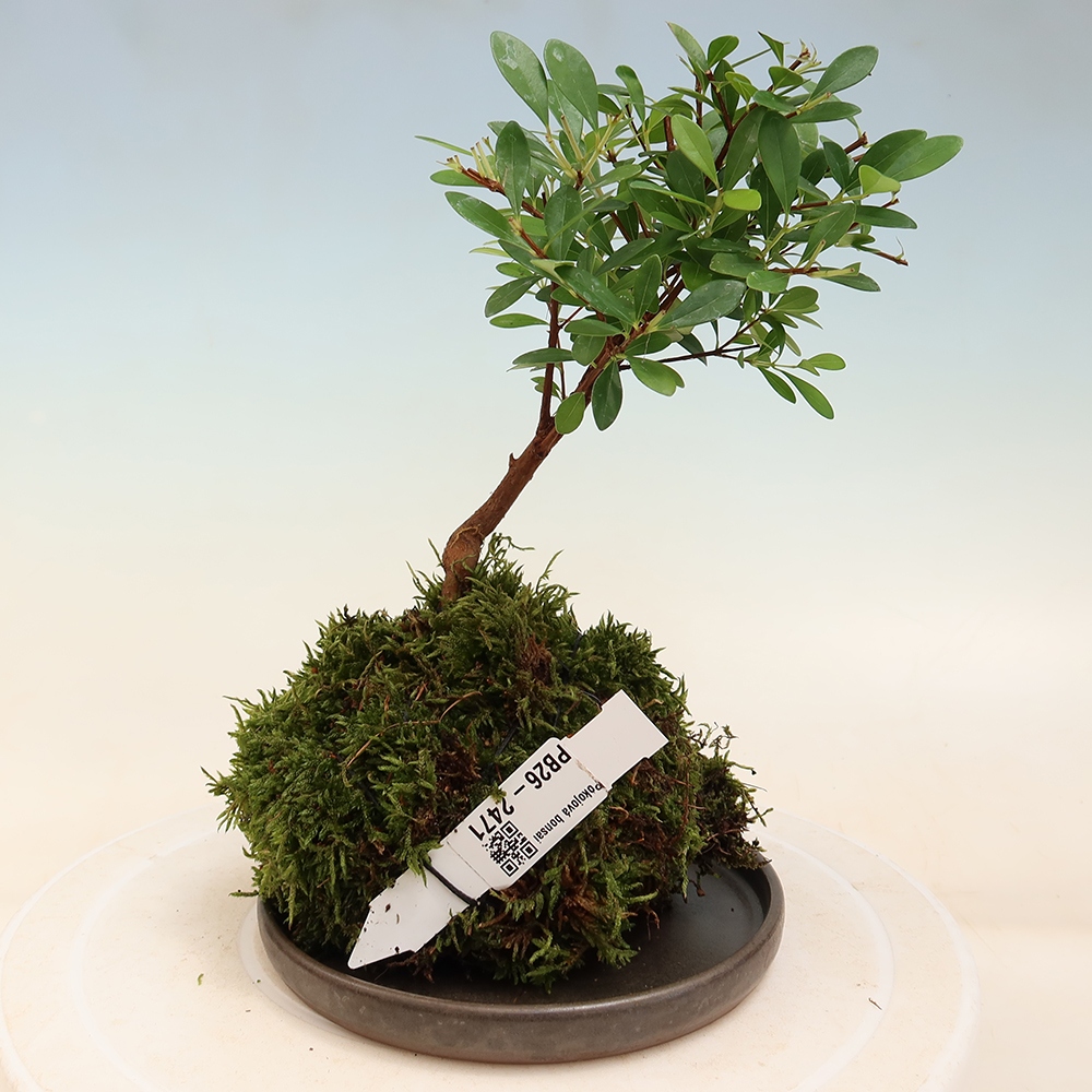 Kokedama alátéttel – Syzygium – Pimentfa