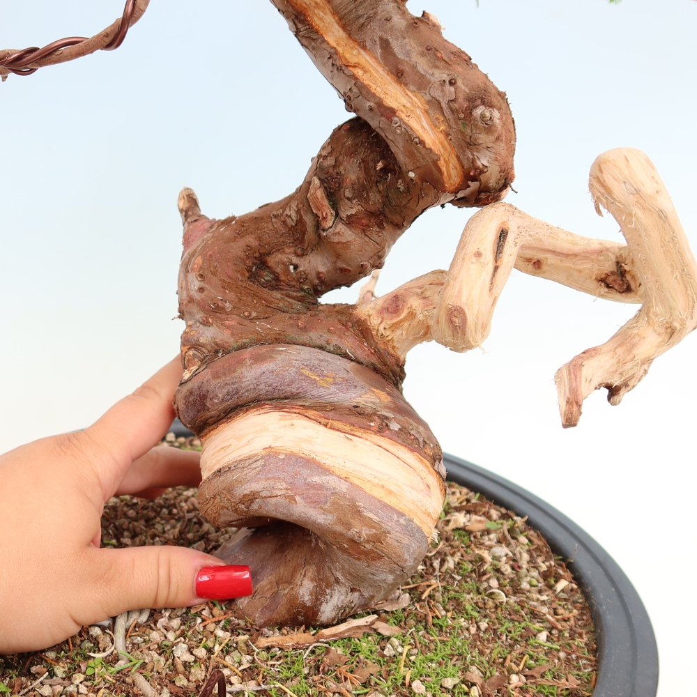 Kültéri bonsai - Juniperus chinensis Itoigawa-Juniperus chinensis