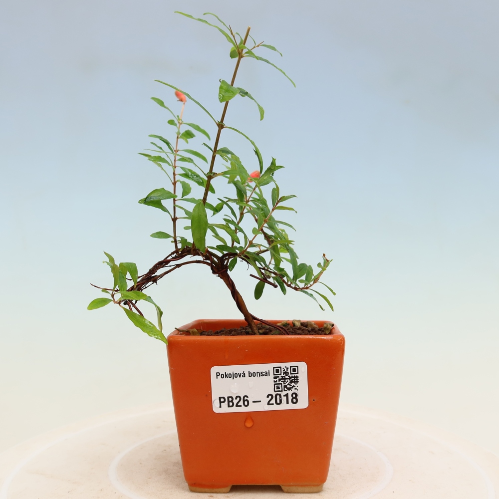 Szobai bonsai-PUNICA granatum nana-gránátalma