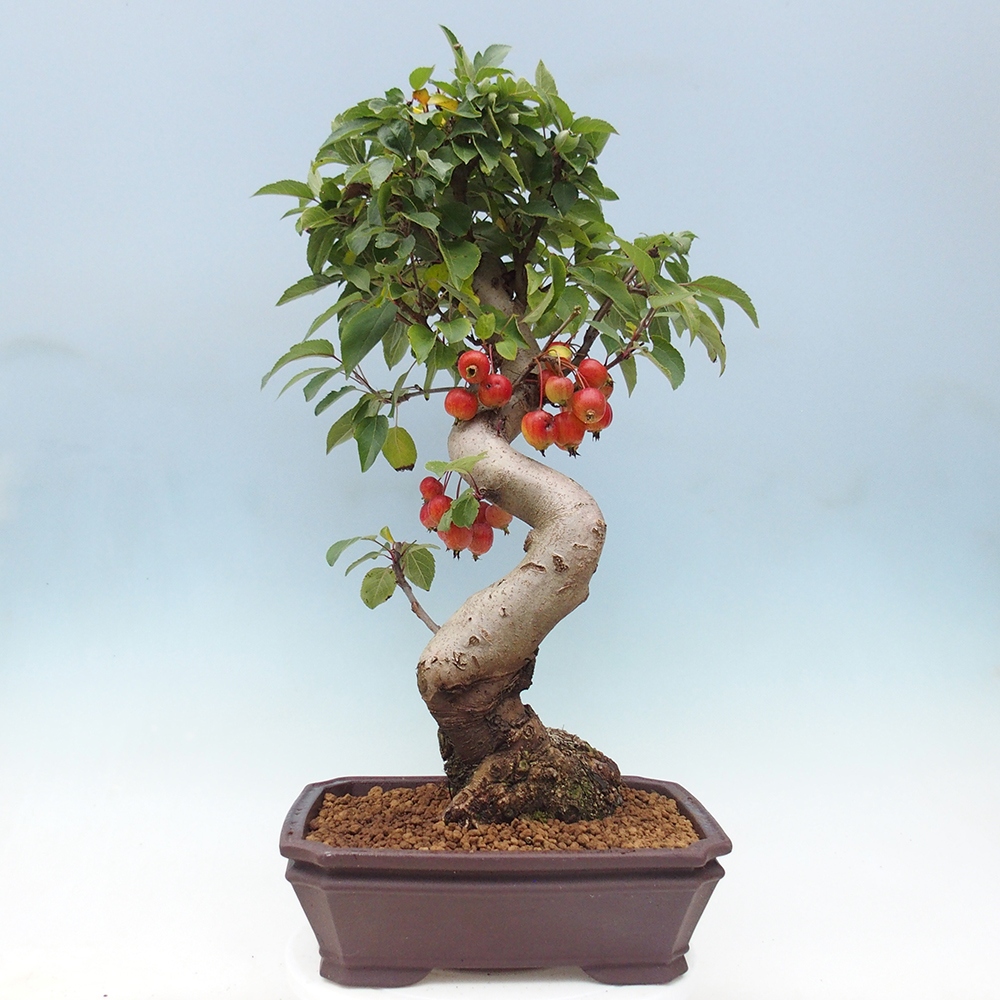 Kültéri bonsai -Malus halliana - Kis gyümölcsű almafa