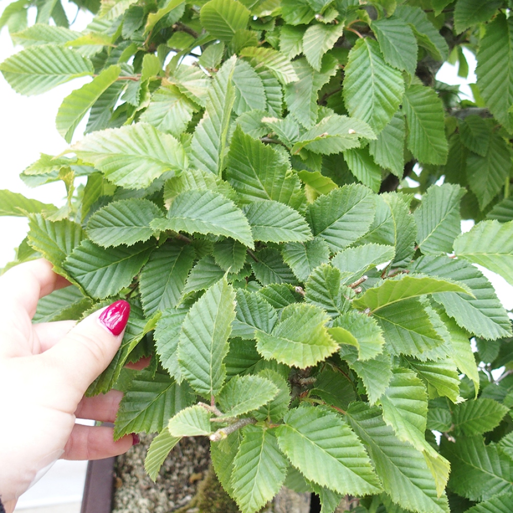 Kültéri bonsai - gyertyán - Carpinus betulus