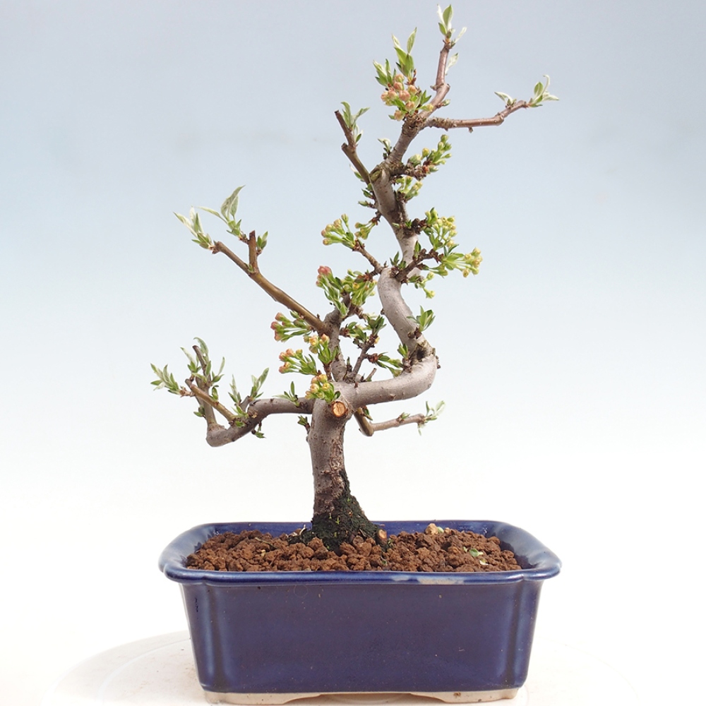 Kültéri bonsai - Malus sargentii - Kis gyümölcsű almafa