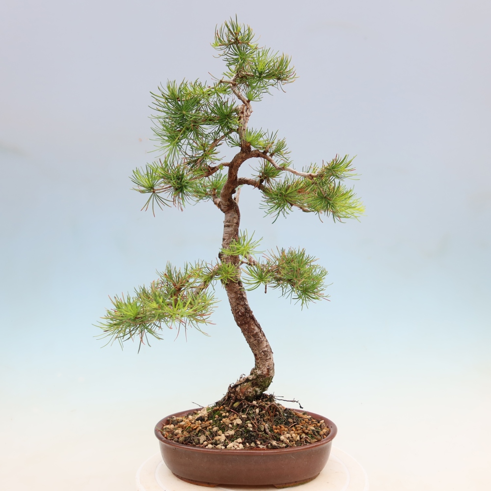 Kültéri bonsai - Larix decidua - vörösfenyő