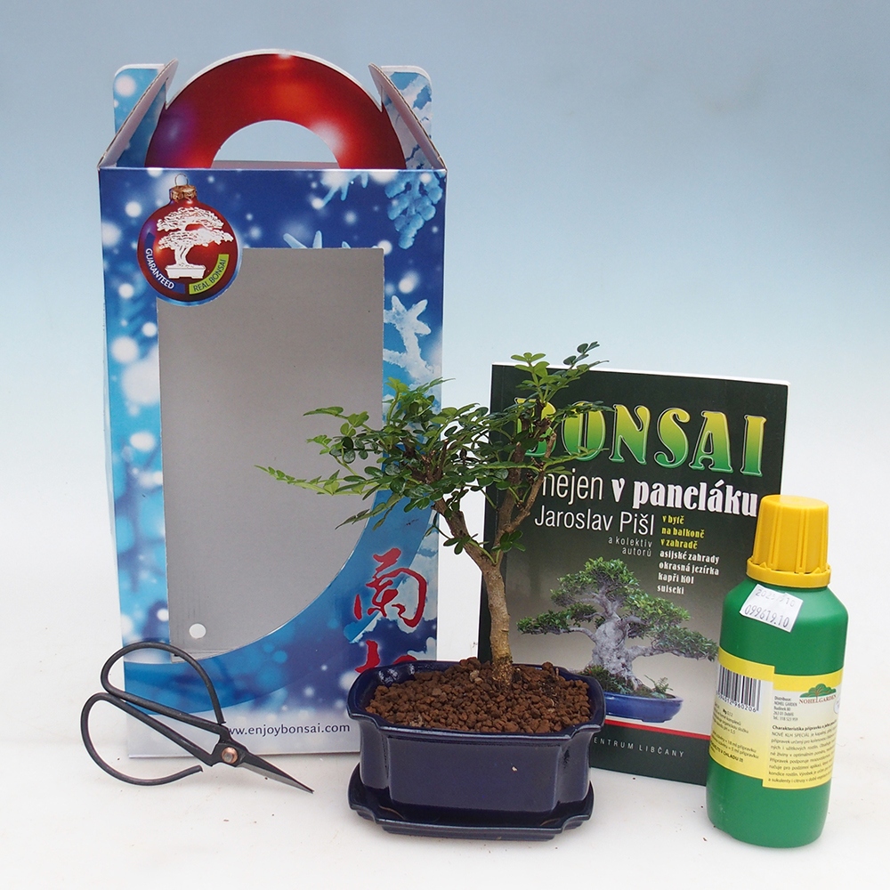 Szobai bonsai díszdobozban Zantoxylum piperitum - Borsfa