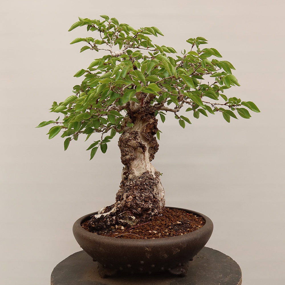 Kültéri bonsai -Carpinus Coreana - Koreai gyertyánfa