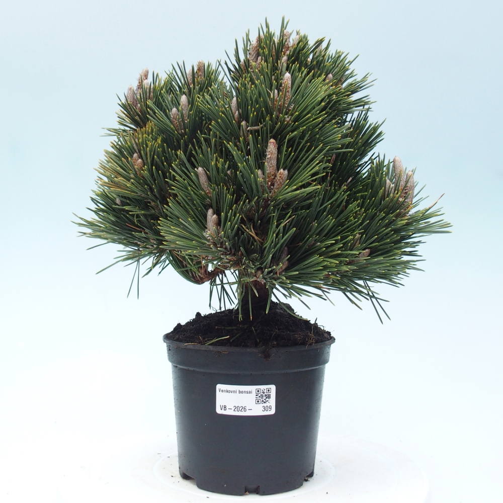 Kültéri bonsai - Pinus thunbergii senjyumaru - Thunberg fenyő