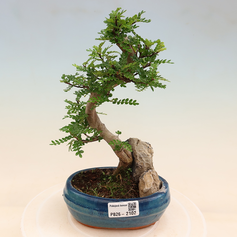 Szobai bonsai - Zantoxylum piperitum - borsfa