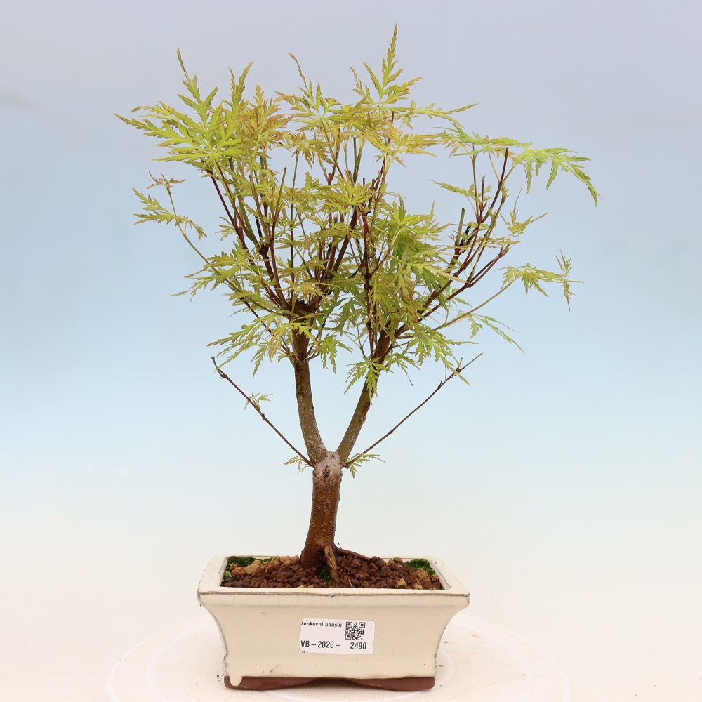 Kültéri bonsai - Acer palmatum Dissectum