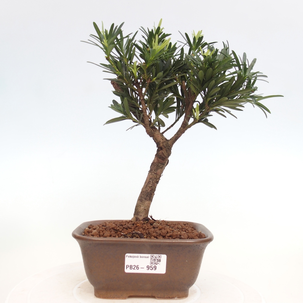 Szobai bonsai - Podocarpus - Kőtiszafa