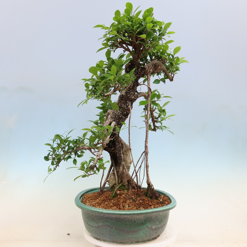 Szobai bonsai - Ficus kimmen - kislevelű fikusz
