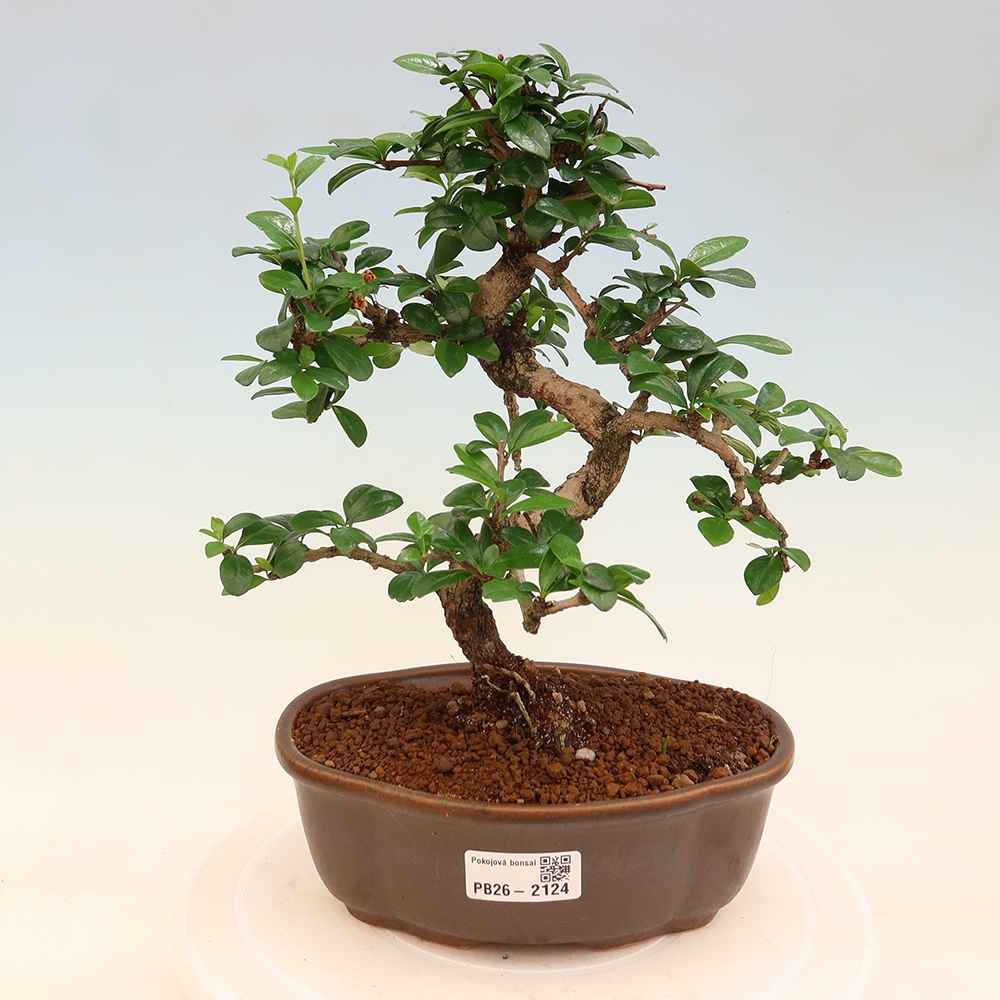 Szobai bonsai - Carmona macrophylla - Tea fuki