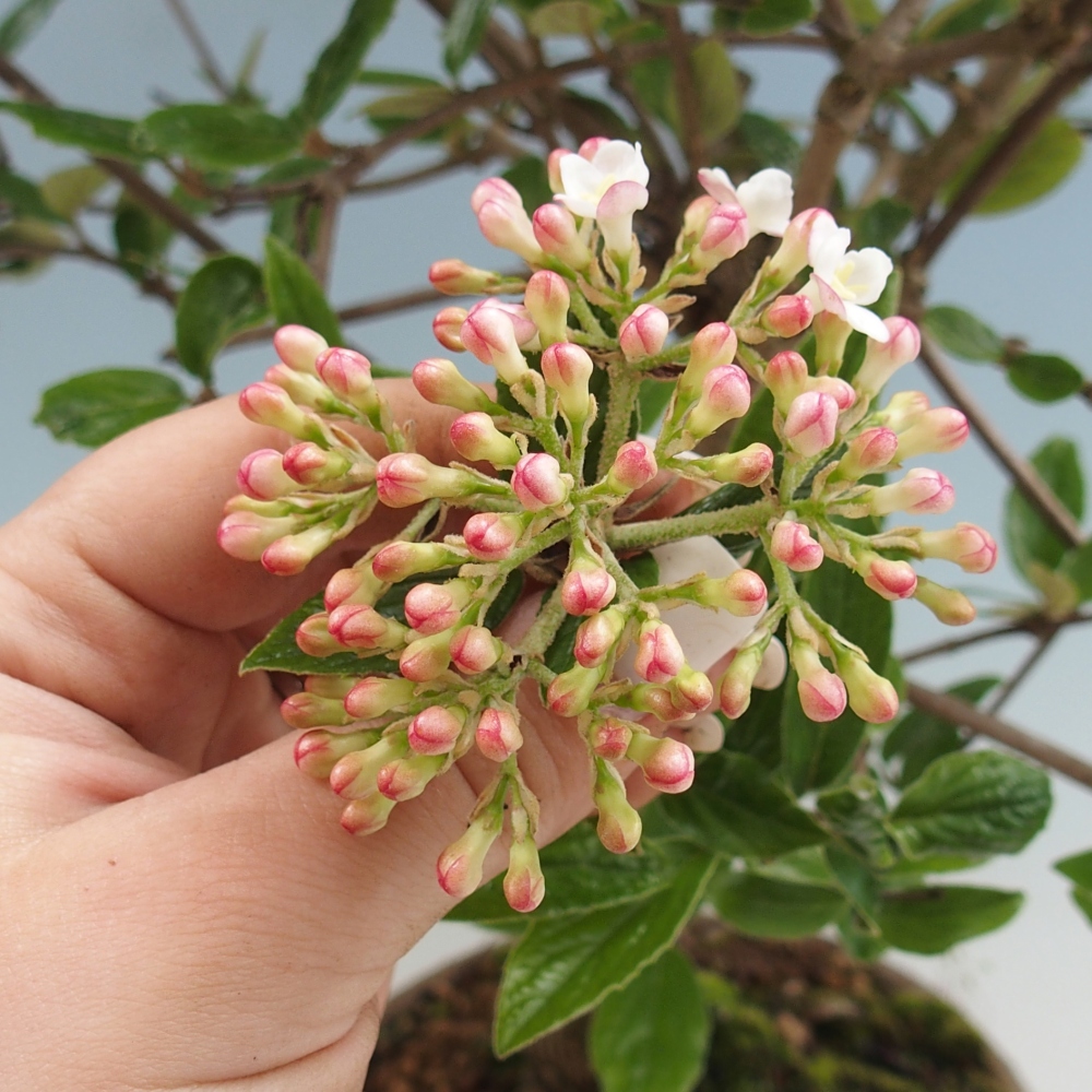 Kültéri bonsai-Kalina Bodnanská - Viburum carlesii hemsi - csak személyes átvétel vagy raklapos szállítás