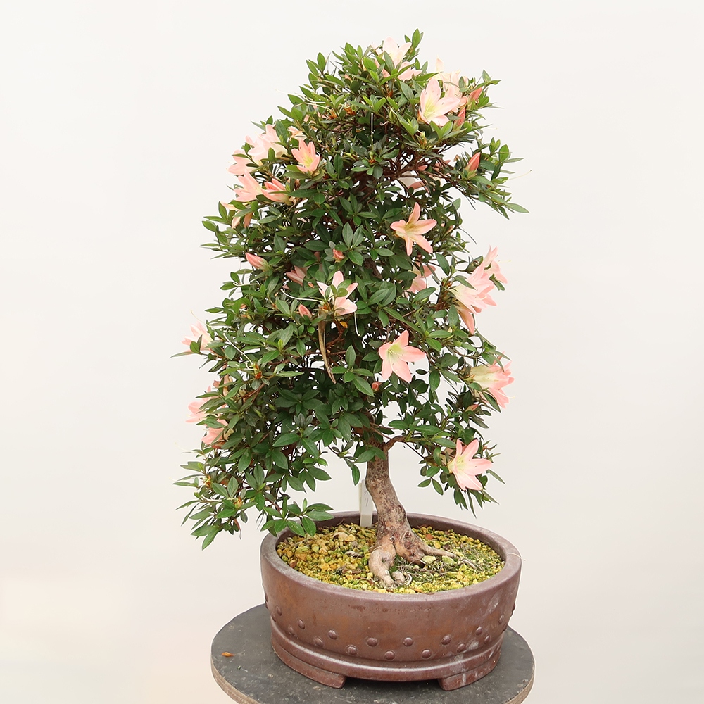 Kültéri bonsai - japán azálea - Azálea CHIHIRO