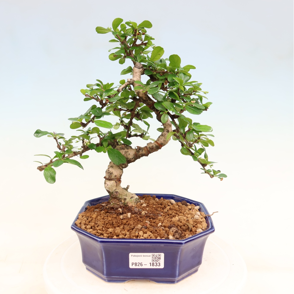 Szobai bonsai - Carmona macrophylla - Tea fuki