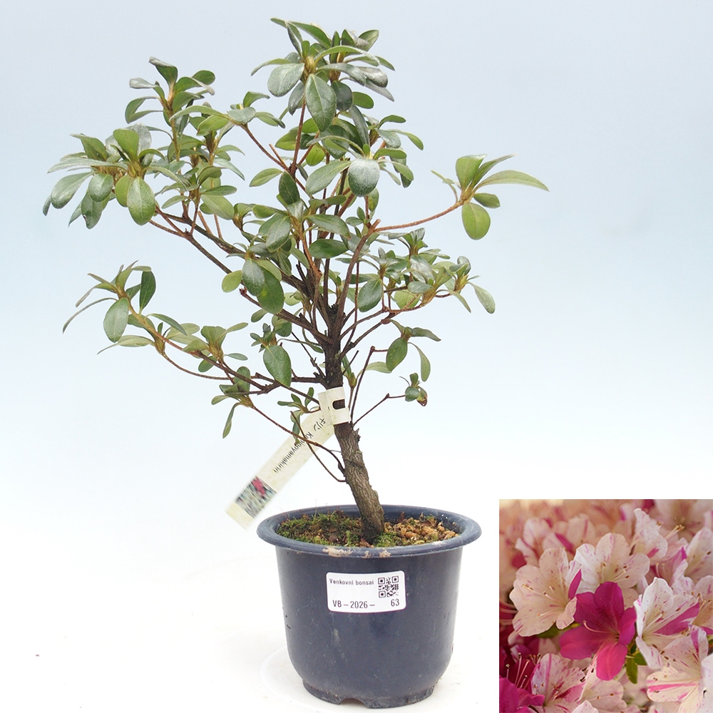 Kültéri bonsai - Japán azálea - Azálea Kaminoyamakirin