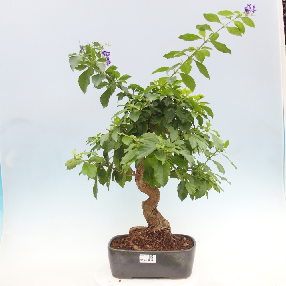 Szobai bonsai - Duranta repens -Duranta