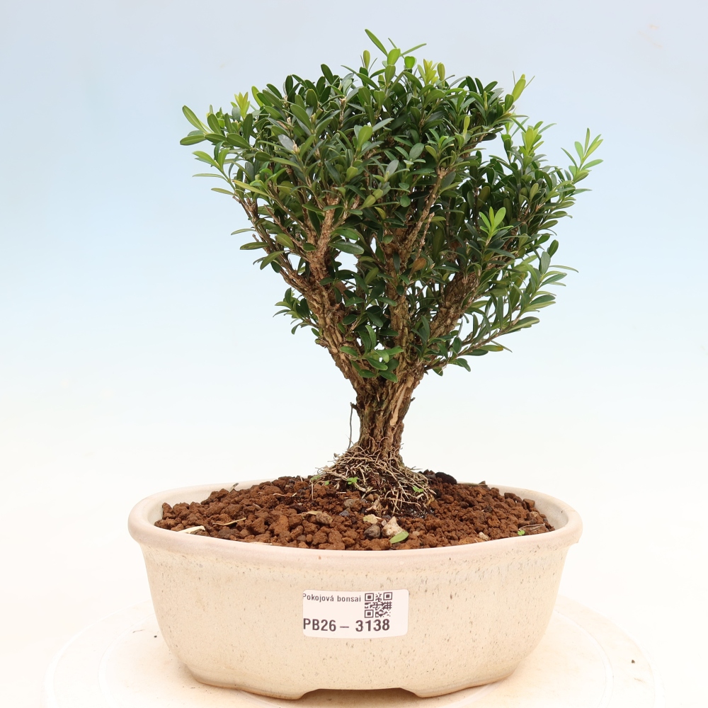 Szobai bonsai - Buxus harlandii - parafa buxus