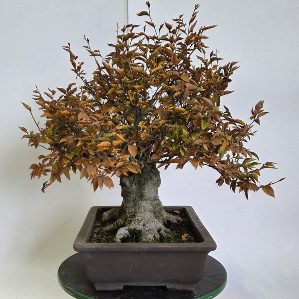 Kültéri bonsai - Fagus crenata