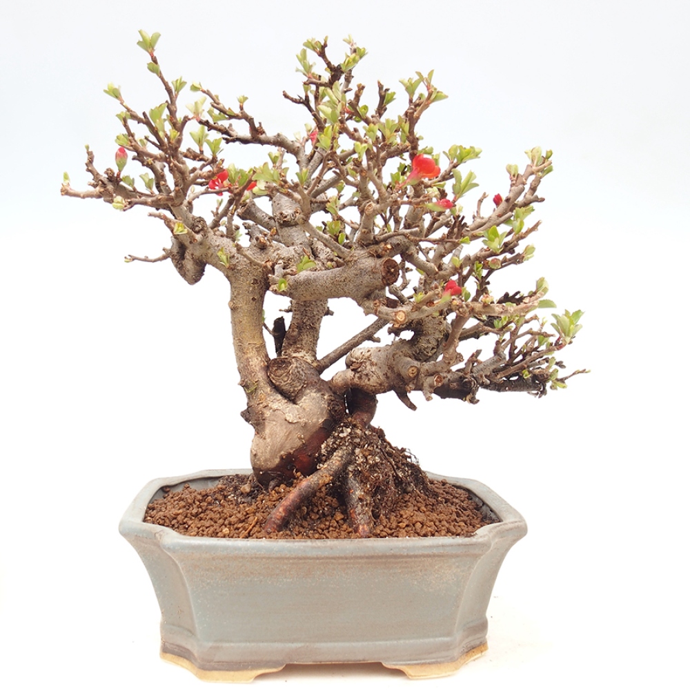 Kültéri bonsai - Chaneomeles speciosa - birs