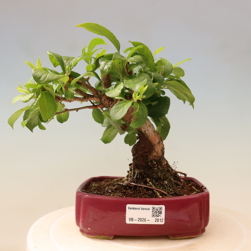 Kültéri bonsai - Celastrus orbiculatus