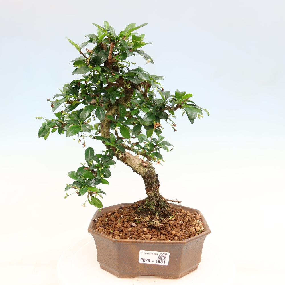 Szobai bonsai - Carmona macrophylla - Tea fuki