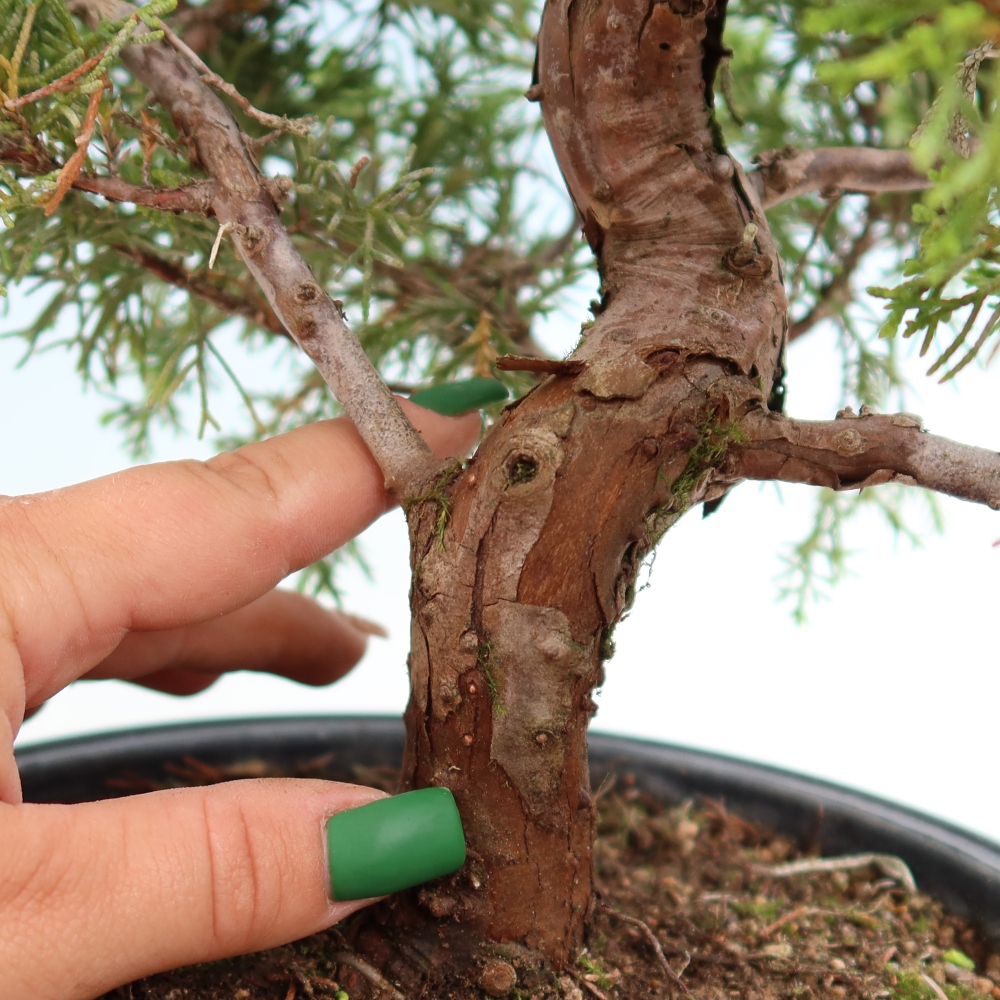 Kültéri bonsai - Juniperus chinensis Itoigawa-Juniperus chinensis