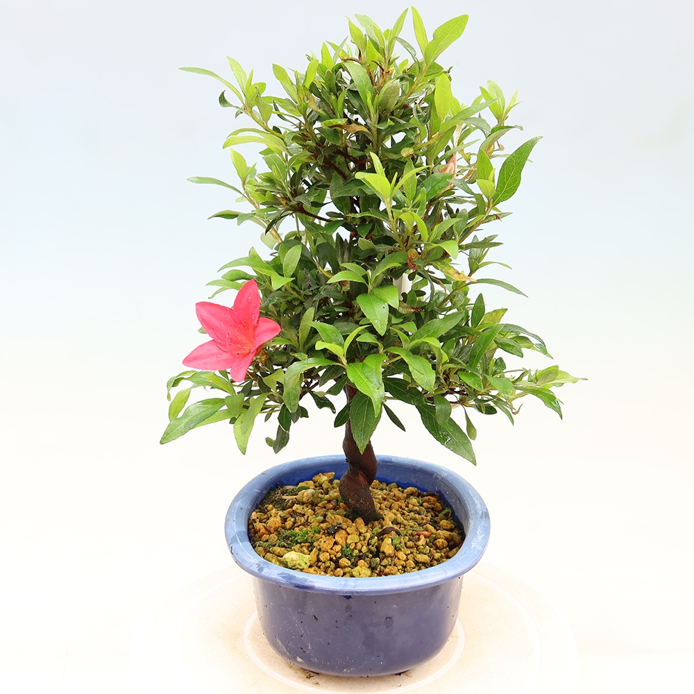 Kültéri bonsai - japán azálea - Azálea CHIHIRO