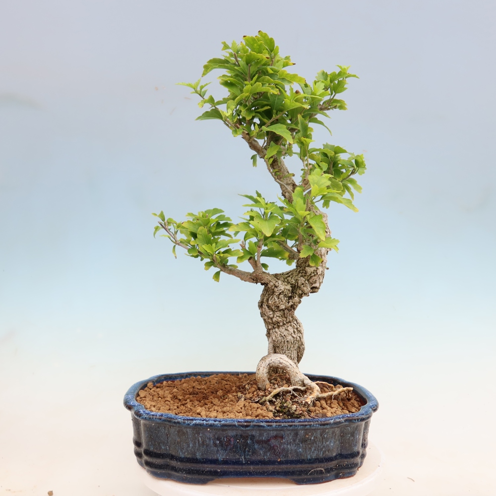 Kültéri bonsai – Hibiscus syriacus – szíriai ibiskusz