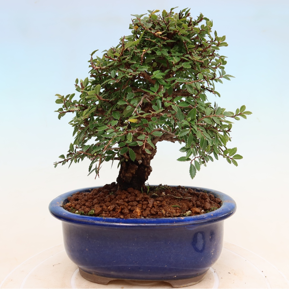 Kültéri bonsai - Zelkova - Zelkova NIRE
