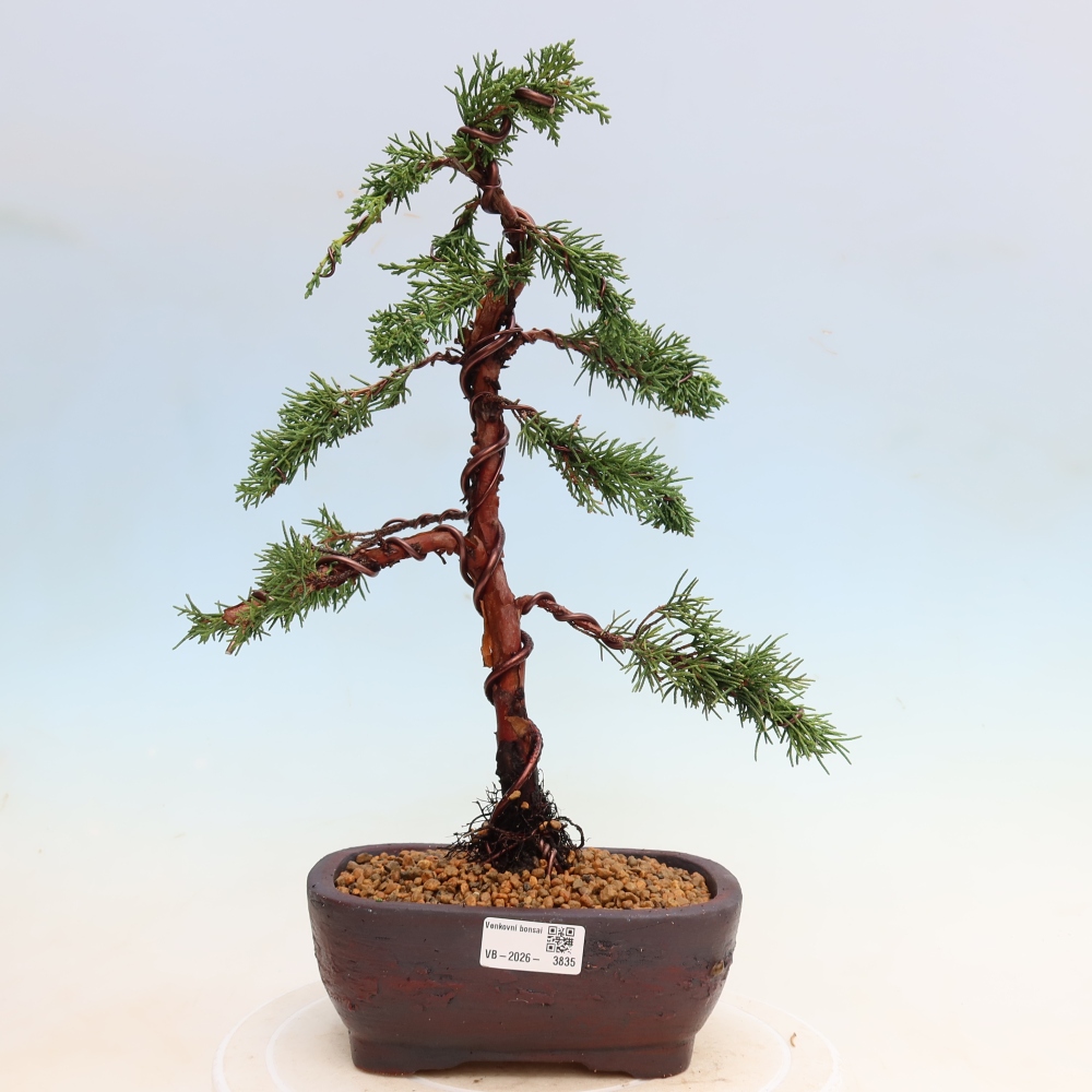 Kültéri bonsai - Juniperus chinensis Kishu