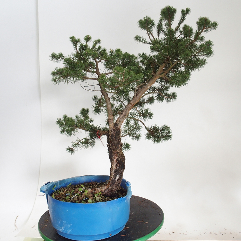 Yamadori - Pinus sylvestris Spanyolország