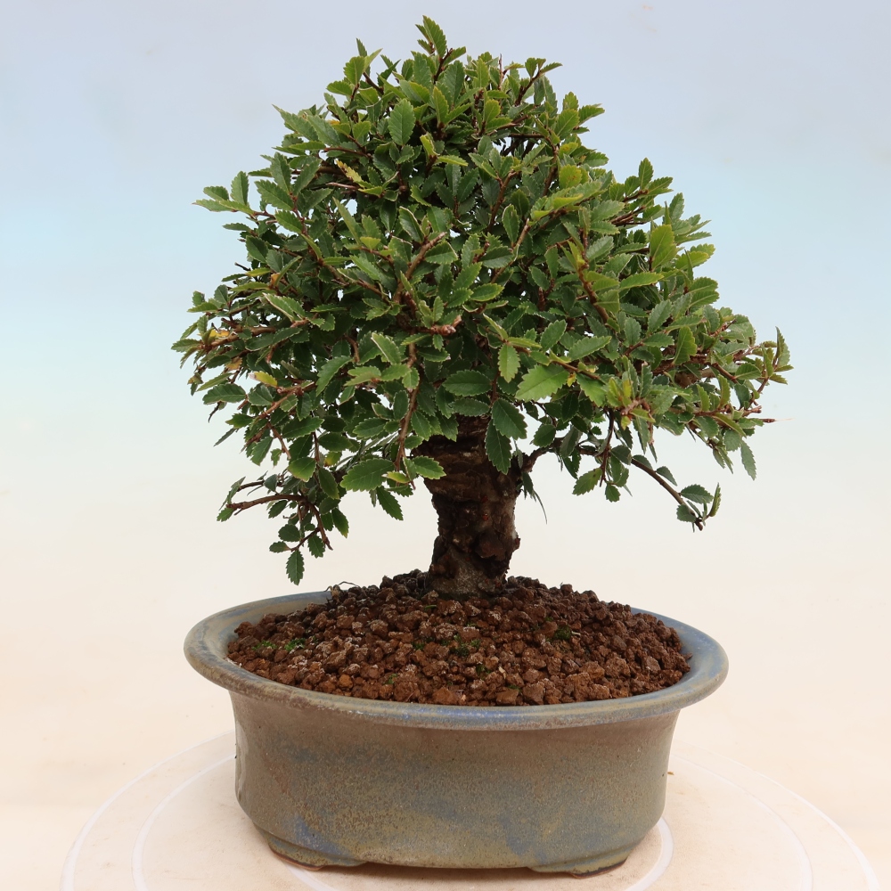 Kültéri bonsai - Zelkova - Zelkova NIRE
