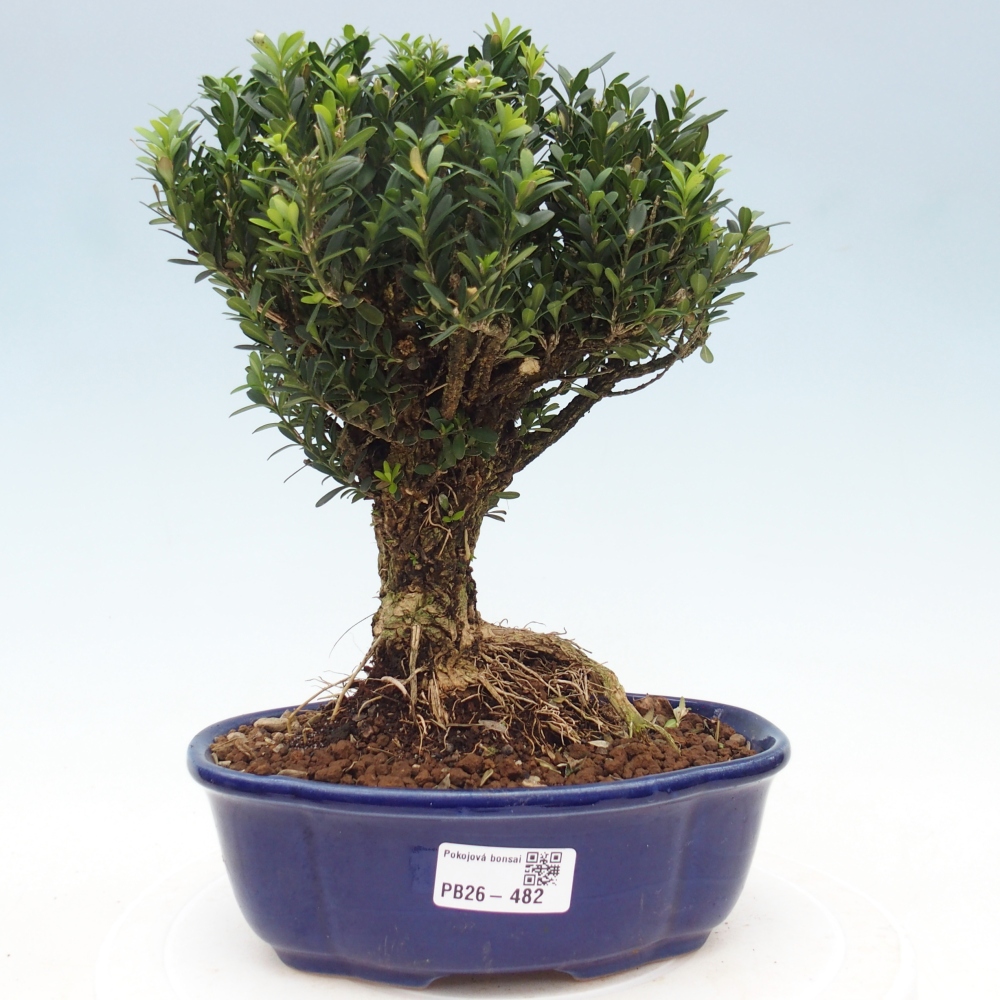 Szobai bonsai - Buxus harlandii - parafa buxus