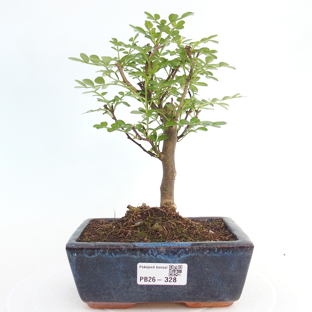 Szobai bonsai - Zantoxylum piperitum - borsfa