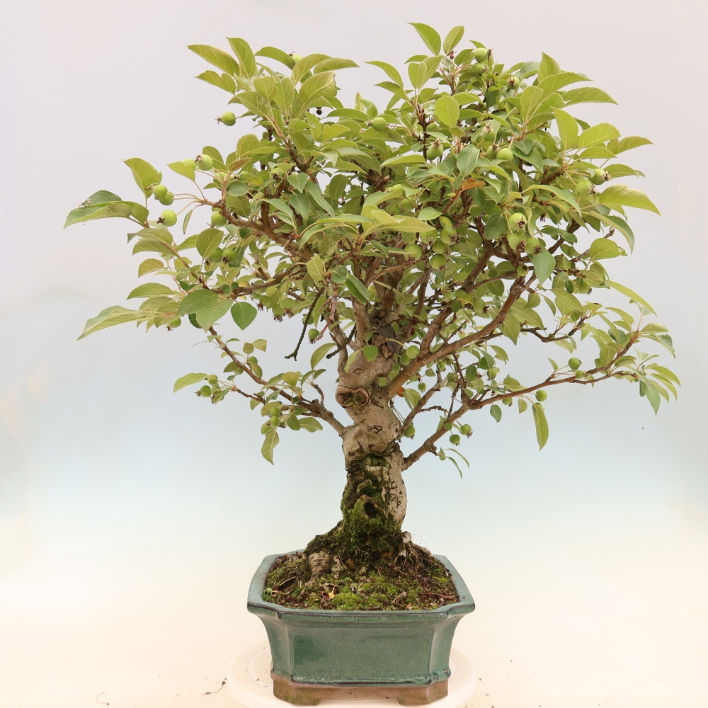 Kültéri bonsai -Malus halliana - Kis gyümölcsű almafa