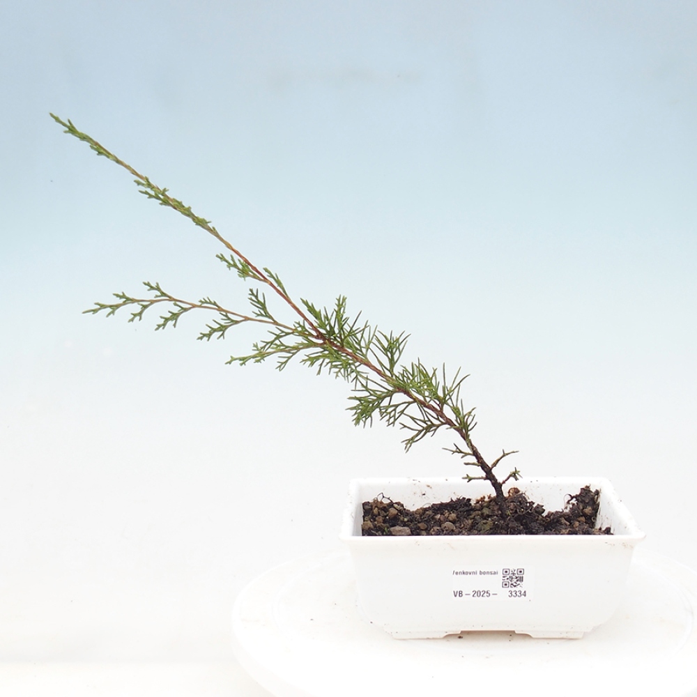 Kültéri bonsai - Juniperus chinensis Itoigawa