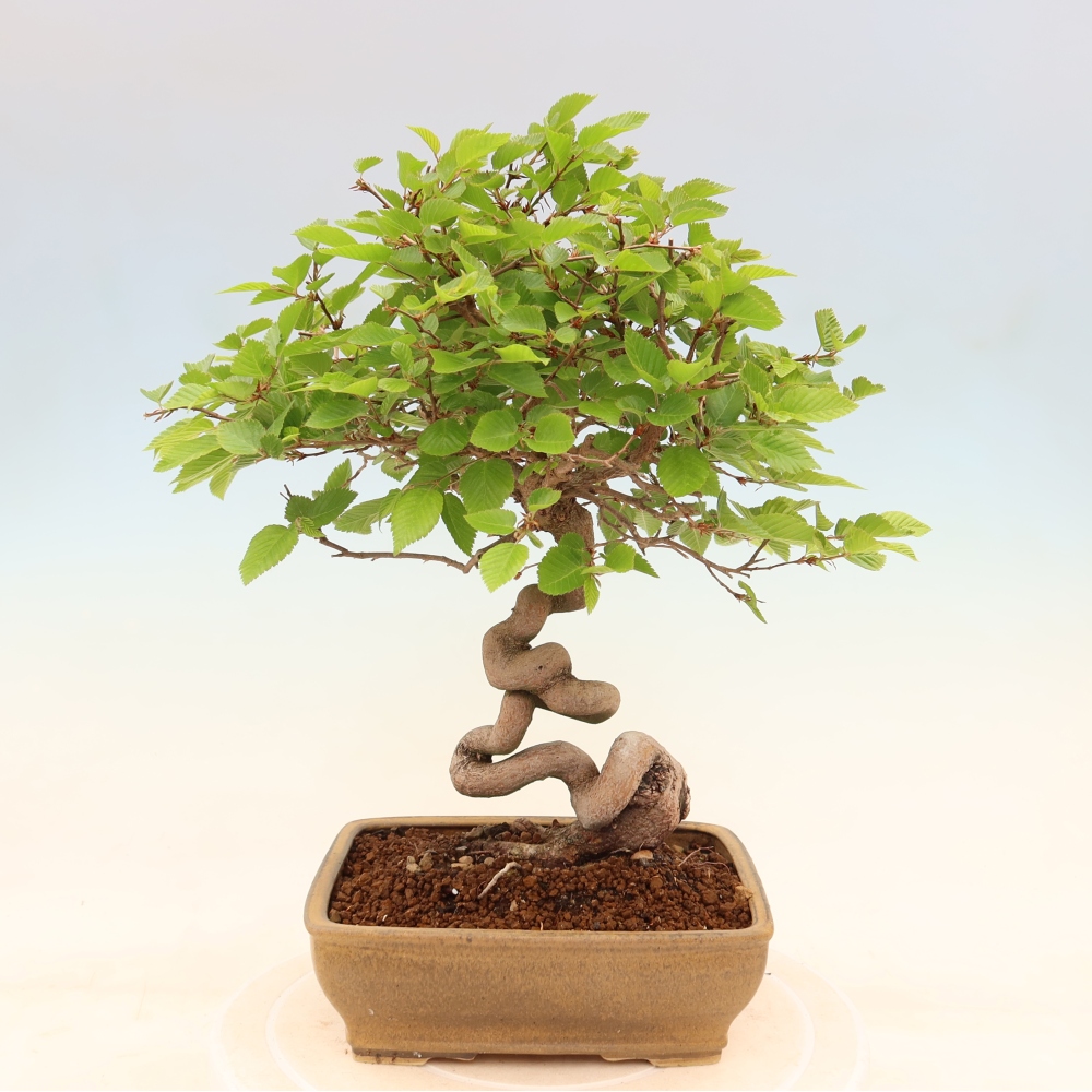 Kültéri bonsai -Carpinus Coreana - Koreai gyertyánfa