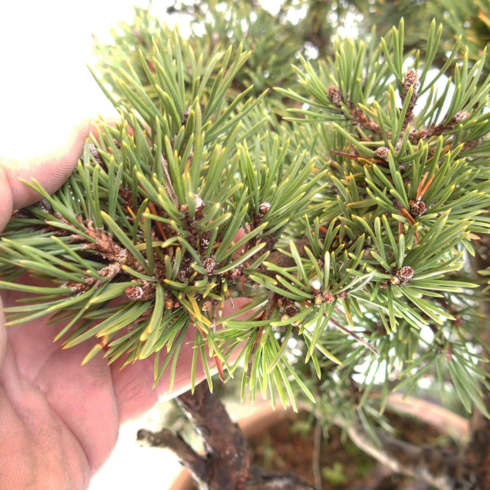 Yamadori - Pinus sylvestris Spanyolország