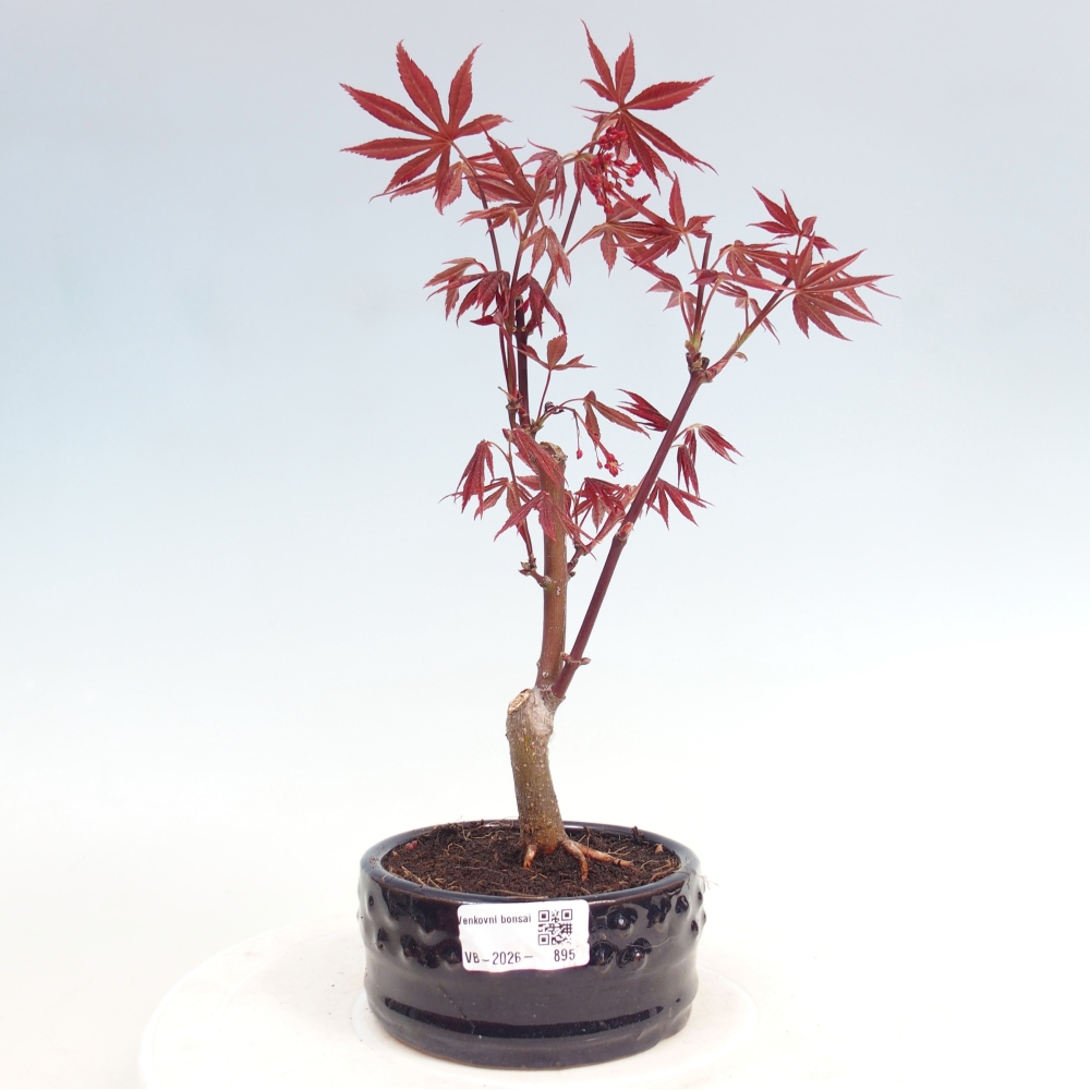 Kültéri bonsai - Acer pálma. Atropurpureum-Javor palmate