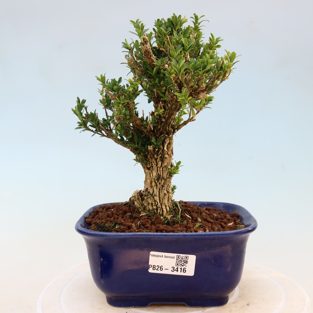 Szobai bonsai - Buxus harlandii - parafa buxus