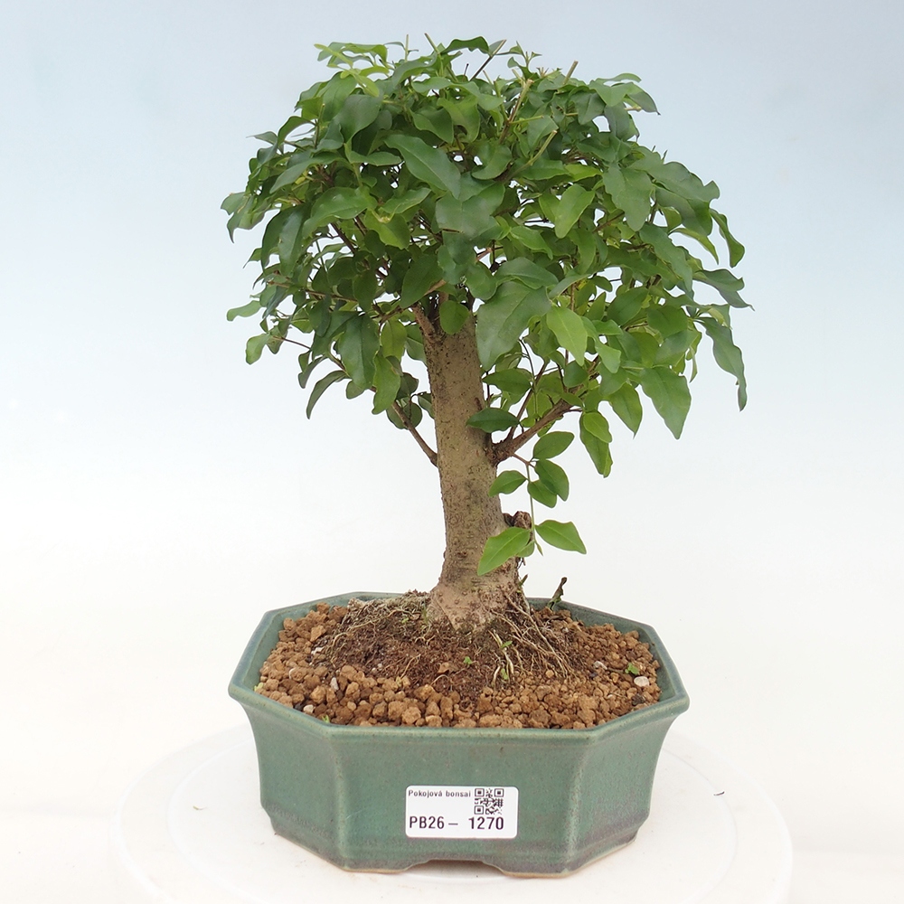 Szobai bonsai -Ligustrum chinensis - Madárcsőr