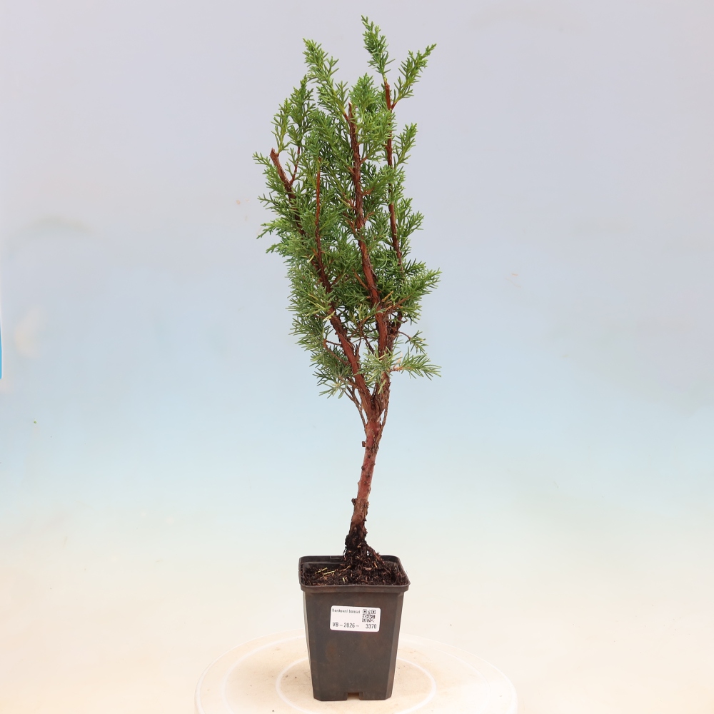 Kültéri bonsai - Juniperus chinensis Kishu