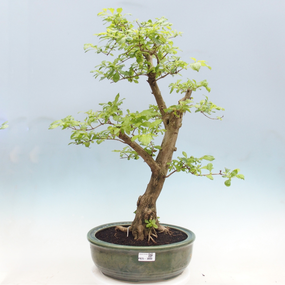 Szobai bonsai - Duranta erecta Aurea - CSAK SZEMÉLYES Begyűjtés vagy raklapos szállítás