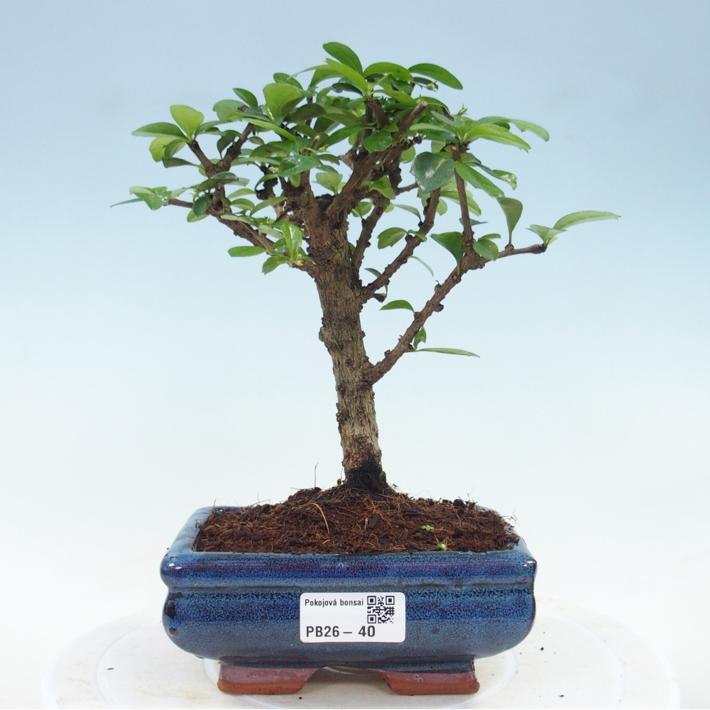 Szobai bonsai - Carmona macrophylla - Tea fuki