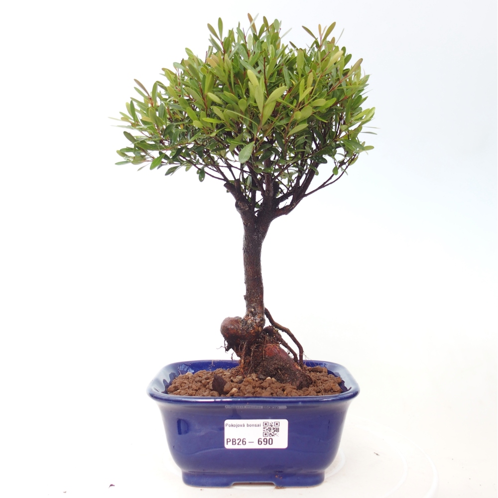 Szobai bonsai - Syzygium - Pimento