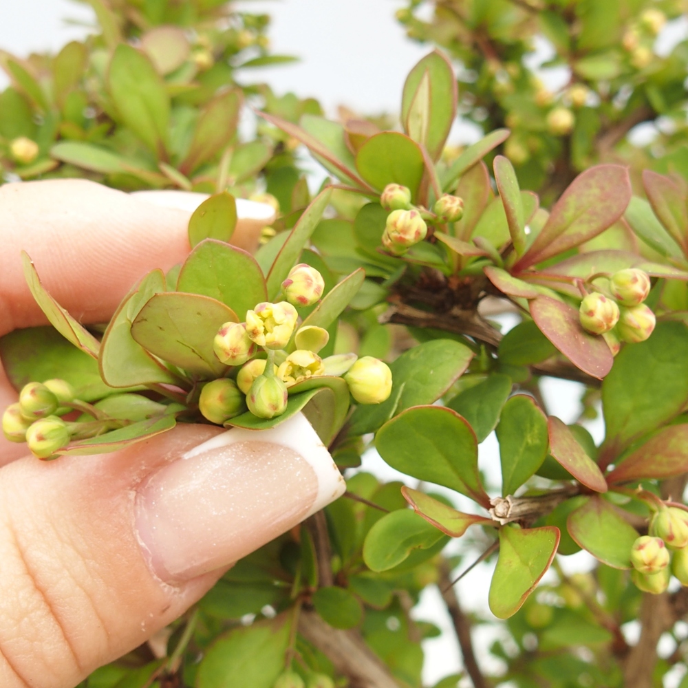 Kültéri bonsai - Berberis coreana