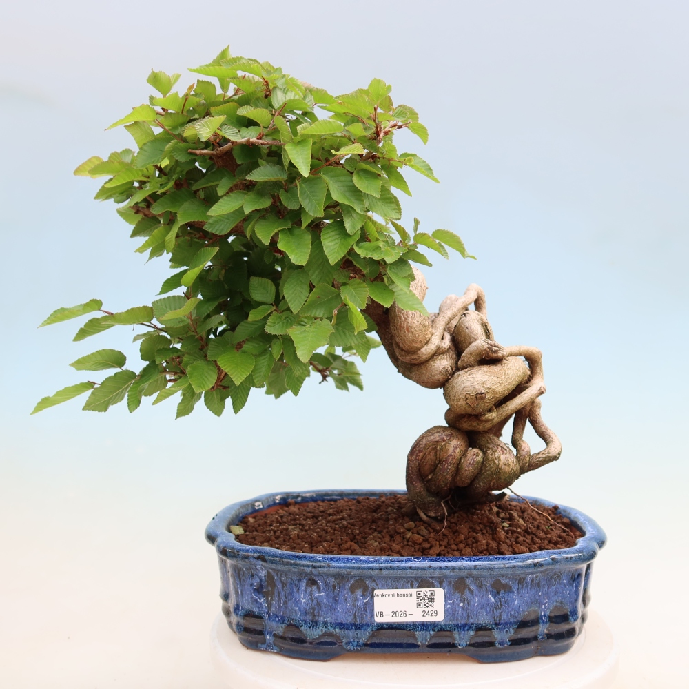 Kültéri bonsai -Carpinus Coreana - Koreai gyertyánfa